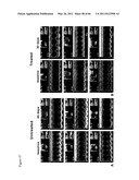 METHODS OF ISOLATING NON-SENESCENT CARDIAC STEM CELLS AND USES THEREOF diagram and image