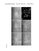 METHODS OF ISOLATING NON-SENESCENT CARDIAC STEM CELLS AND USES THEREOF diagram and image