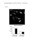 METHODS OF ISOLATING NON-SENESCENT CARDIAC STEM CELLS AND USES THEREOF diagram and image