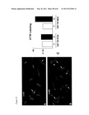 METHODS OF ISOLATING NON-SENESCENT CARDIAC STEM CELLS AND USES THEREOF diagram and image