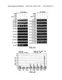 Method of Suppressing Gene Transcription Through Histone Lysine Methylation diagram and image