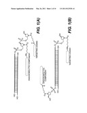 SITE-SPECIFIC DELIVERY OF NUCLEIC ACIDS BY COMBINING TARGETING LIGANDS WITH ENDOSOMOLYTIC COMPONENTS diagram and image