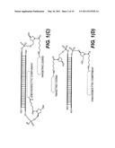 SITE-SPECIFIC DELIVERY OF NUCLEIC ACIDS BY COMBINING TARGETING LIGANDS WITH ENDOSOMOLYTIC COMPONENTS diagram and image