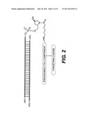 SITE-SPECIFIC DELIVERY OF NUCLEIC ACIDS BY COMBINING TARGETING LIGANDS WITH ENDOSOMOLYTIC COMPONENTS diagram and image