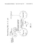 METHOD OF GENERATING SINGLE VL DOMAIN ANTIBODIES IN TRANSGENIC ANIMALS diagram and image