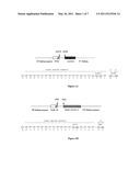 NOVEL HUMAN ANTI-R7V ANTIBODIES AND USES THEREOF diagram and image