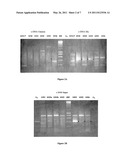 NOVEL HUMAN ANTI-R7V ANTIBODIES AND USES THEREOF diagram and image