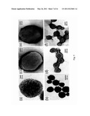 BIOFUNCTIONALIZED PHOSPHOLIPID-CAPPED MESOPOROUS SILICA NANOSHUTTLES FOR TARGETED DRUG DELIVERY diagram and image