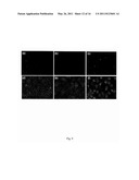 BIOFUNCTIONALIZED PHOSPHOLIPID-CAPPED MESOPOROUS SILICA NANOSHUTTLES FOR TARGETED DRUG DELIVERY diagram and image