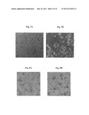 TARGETING OF INNATE IMMUNE RESPONSE TO TUMOR SITE diagram and image