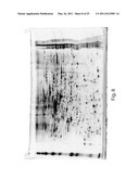 METHODS FOR THE DIAGNOSIS OF ONCOLOGICAL DISORDERS USING EPIMETABOLIC SHIFTERS, MULTIDIMENSIONAL INTRACELLULAR MOLECULES, OR ENVIRONMENTAL INFLUENCERS diagram and image