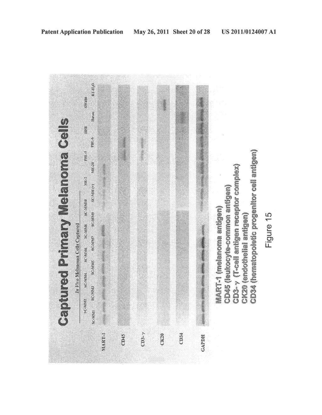 UTILITY OF HIGH MOLECULAR WEIGHT MELANOMA ASSOCIATED ANTIGEN IN DIAGNOSIS AND TREATMENT OF CANCER - diagram, schematic, and image 21