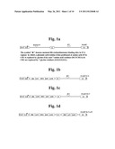 Methods for Effectively Coexpressing IL-12 and IL-23 diagram and image