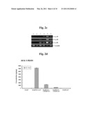 Methods for Effectively Coexpressing IL-12 and IL-23 diagram and image