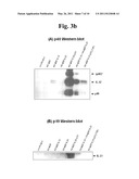Methods for Effectively Coexpressing IL-12 and IL-23 diagram and image