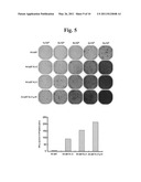 Methods for Effectively Coexpressing IL-12 and IL-23 diagram and image