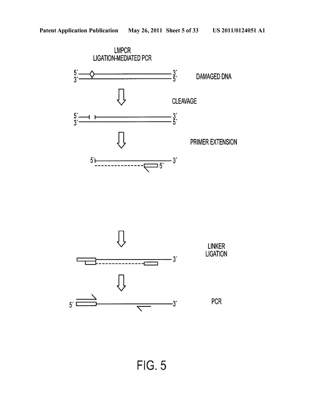 PYROPHOSPHOROLYSIS ACTIVATED POLYMERIZATION (PAP) - diagram, schematic, and image 06