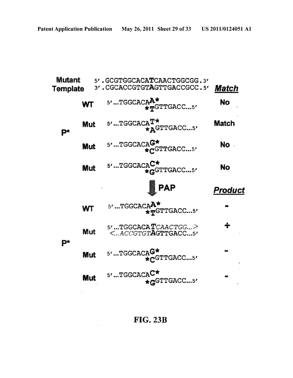 PYROPHOSPHOROLYSIS ACTIVATED POLYMERIZATION (PAP) - diagram, schematic, and image 30