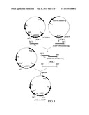 Expression vector for expressing recombinant protein in Cyanobacterium diagram and image