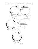 Expression vector for expressing recombinant protein in Cyanobacterium diagram and image