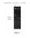 Expression vector for expressing recombinant protein in Cyanobacterium diagram and image