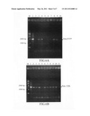 Expression vector for expressing recombinant protein in Cyanobacterium diagram and image