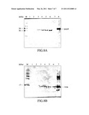 Expression vector for expressing recombinant protein in Cyanobacterium diagram and image