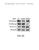 INHIBITORS OF HUMAN METHIONINE AMINOPEPTIDASE 1 AND METHODS OF TREATING DISORDERS diagram and image