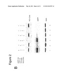 Methods And Compositions For Reducing Viral Genome Amounts In A Target Cell diagram and image