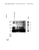 Methods And Compositions For Reducing Viral Genome Amounts In A Target Cell diagram and image