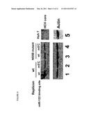 Methods And Compositions For Reducing Viral Genome Amounts In A Target Cell diagram and image