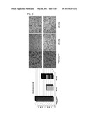 ANTI-CANCER COMPOSITION COMPRISING MICRORNA MOLECULES diagram and image