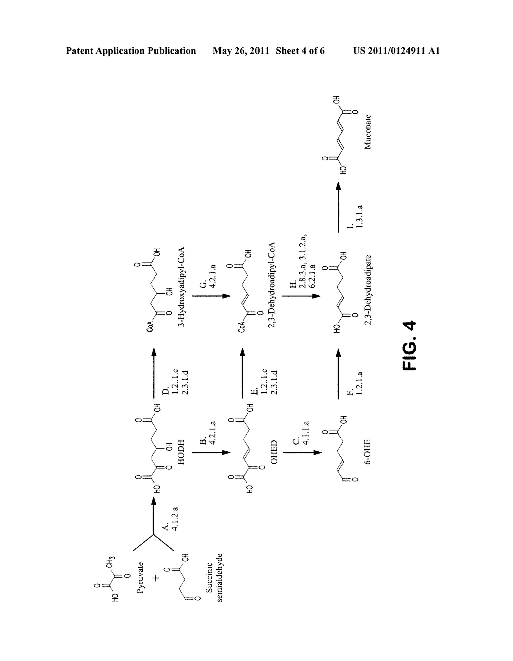 SEMI-SYNTHETIC TEREPHTHALIC ACID VIA MICROORGANISMS THAT PRODUCE MUCONIC ACID - diagram, schematic, and image 05