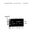 Transgenic Mice Over-Expressing Receptor For Advanced Glycation Endproduct (RAGE) In Brain And Uses Thereof diagram and image