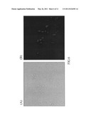 Mutant blue fluorescent protein and method of using the same for fluorescence resonance energy transfer and blue fluorescent fish diagram and image