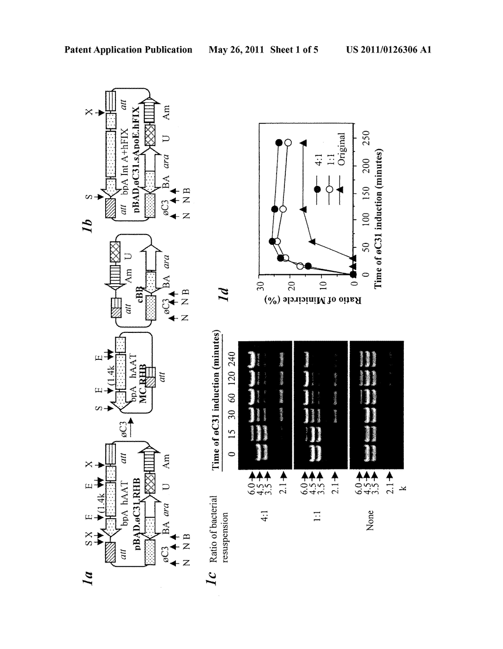 Circular Nucleic Acid Vectors, and Methods for Making and Using the Same - diagram, schematic, and image 02