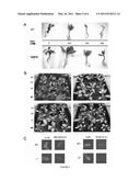 METHOD FOR IMPROVING SALINITY TOLERANCE diagram and image