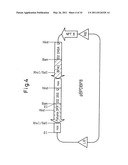 Method for producing rose with altered petal colors diagram and image