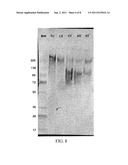 RECOMBINANT MONOCLONAL ANTIBODIES AND CORRESPONDING ANTIGENS FOR COLON AND     PANCREATIC CANCERS diagram and image