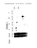 METHODS OF TREATING CANCER BY ADMINISTERING ANTIBODIES TO CD200 diagram and image