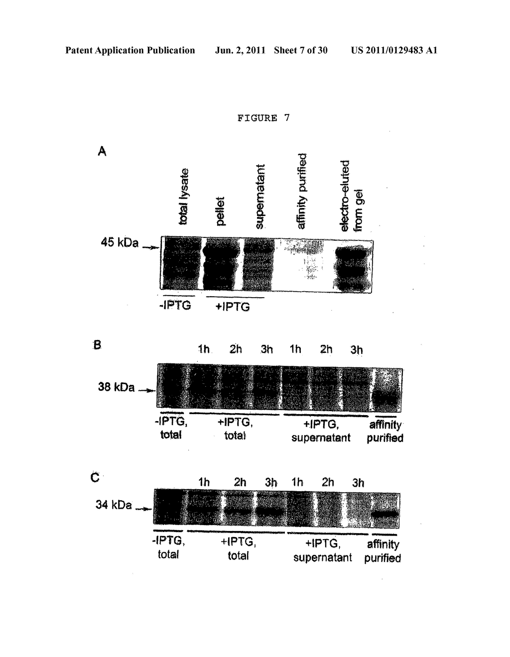 Membrane transporter NaPi2b (SCL34A1) epitope for antibody therapy,     antibodies directed thereto, and target for cancer therapy - diagram, schematic, and image 08