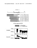 Membrane transporter NaPi2b (SCL34A1) epitope for antibody therapy,     antibodies directed thereto, and target for cancer therapy diagram and image
