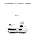 Membrane transporter NaPi2b (SCL34A1) epitope for antibody therapy,     antibodies directed thereto, and target for cancer therapy diagram and image