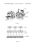 Modified Galectin-2 and Uses Thereof diagram and image