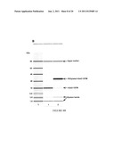 Modified Galectin-2 and Uses Thereof diagram and image