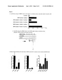 METHOD FOR DETERMINATION OF INFLAMMATORY DISEASE BY USING SINGLE     NUCLEOTIDE POLYMORPHISM IN BRCA1-RELATED PROTEIN (BRAP) GENE diagram and image