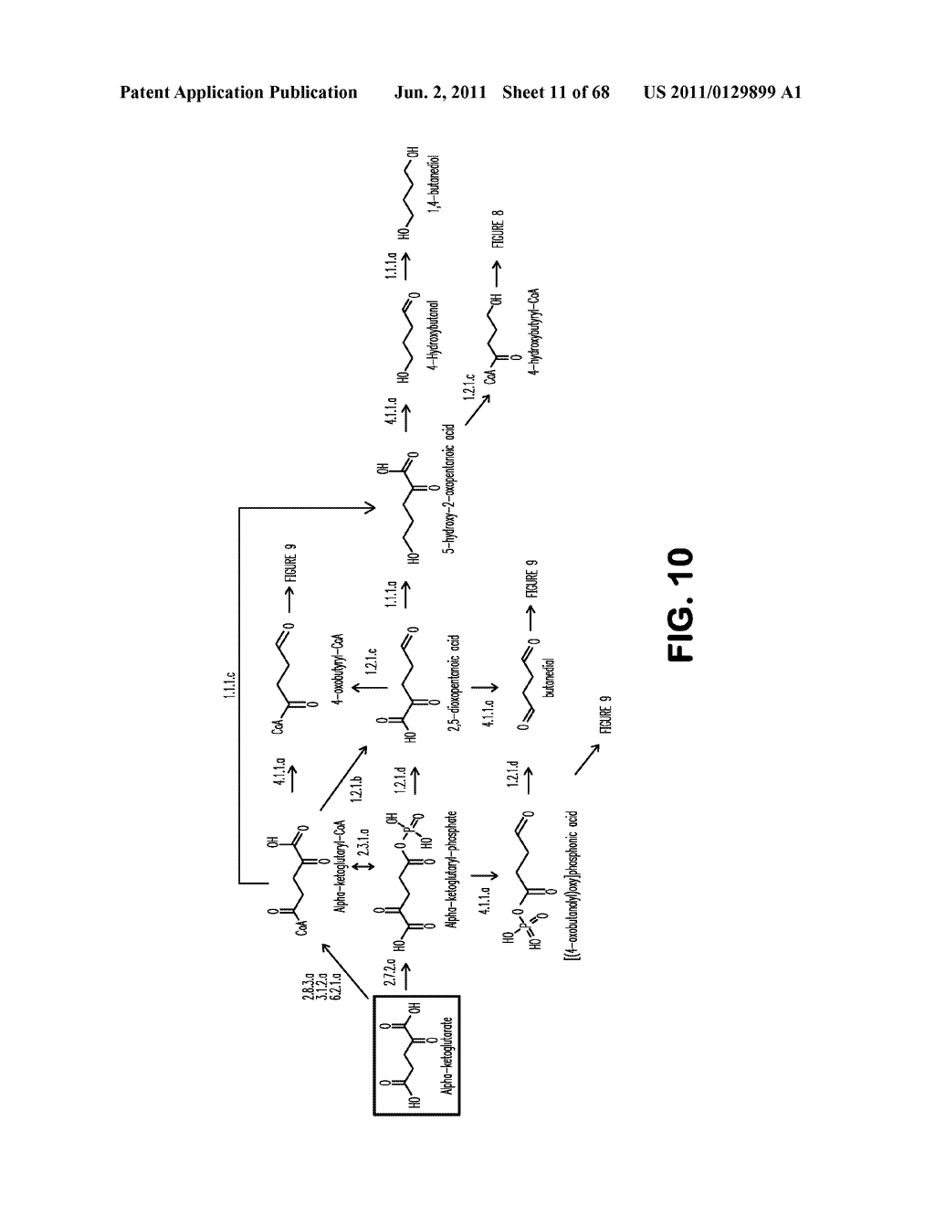 MICROORGANISMS FOR THE PRODUCTION OF 1,4-BUTANEDIOL, 4-HYDROXYBUTANAL,     4-HYDROXYBUTYRYL-COA, PUTRESCINE AND RELATED COMPOUNDS, AND METHODS     RELATED THERETO - diagram, schematic, and image 12