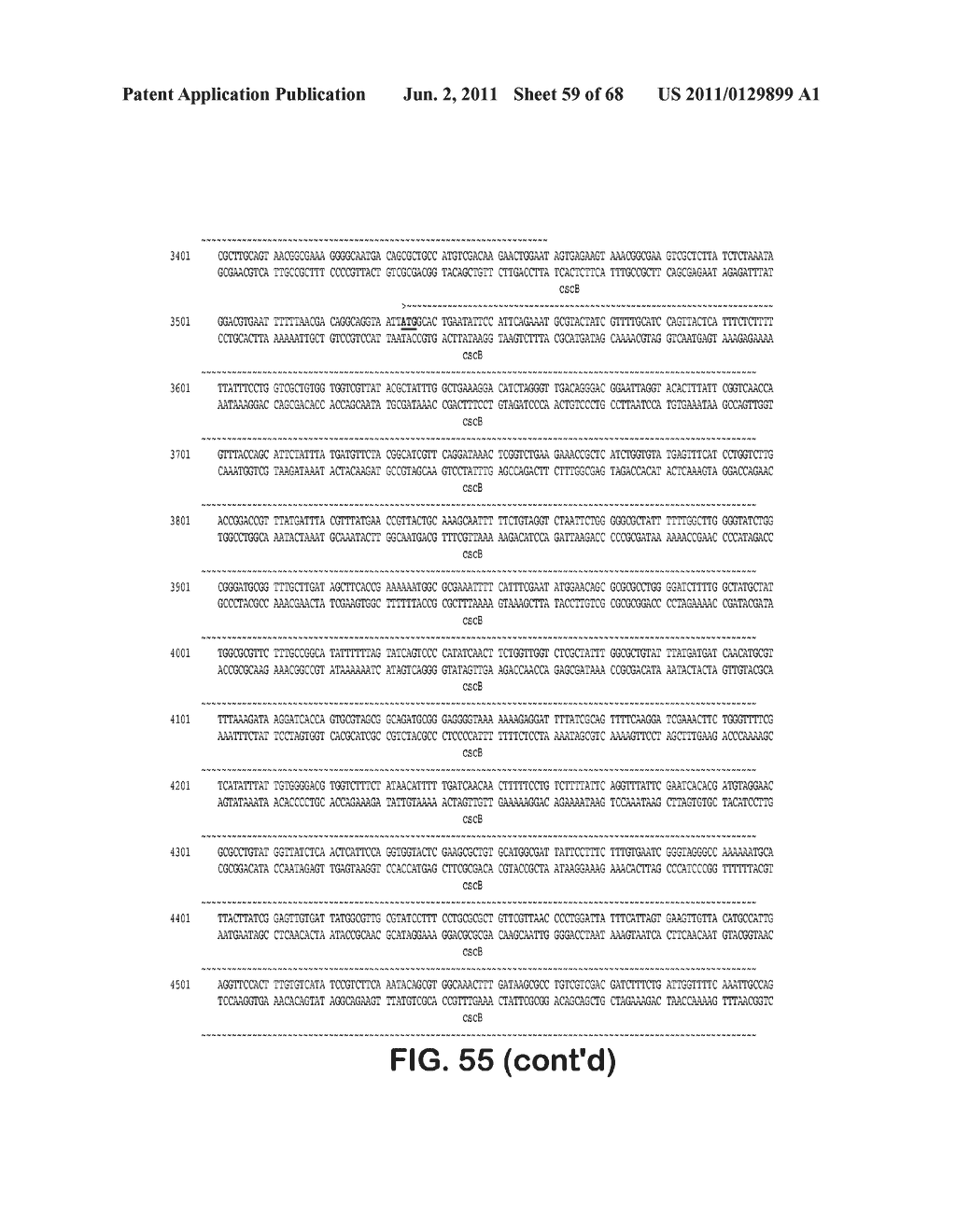 MICROORGANISMS FOR THE PRODUCTION OF 1,4-BUTANEDIOL, 4-HYDROXYBUTANAL,     4-HYDROXYBUTYRYL-COA, PUTRESCINE AND RELATED COMPOUNDS, AND METHODS     RELATED THERETO - diagram, schematic, and image 60