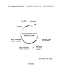 Plants Having Enhanced Yield-Related Traits and a Method for Making the     Same diagram and image