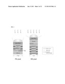 NANOWIRE PHOTO-DETECTOR GROWN ON A BACK-SIDE ILLUMINATED IMAGE SENSOR diagram and image